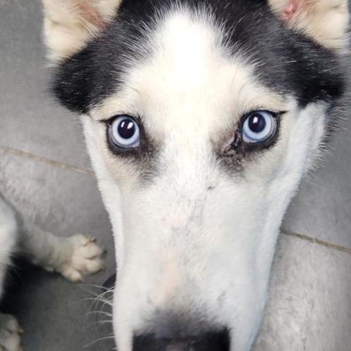 Scott, Adoptable, Young Male Husky.