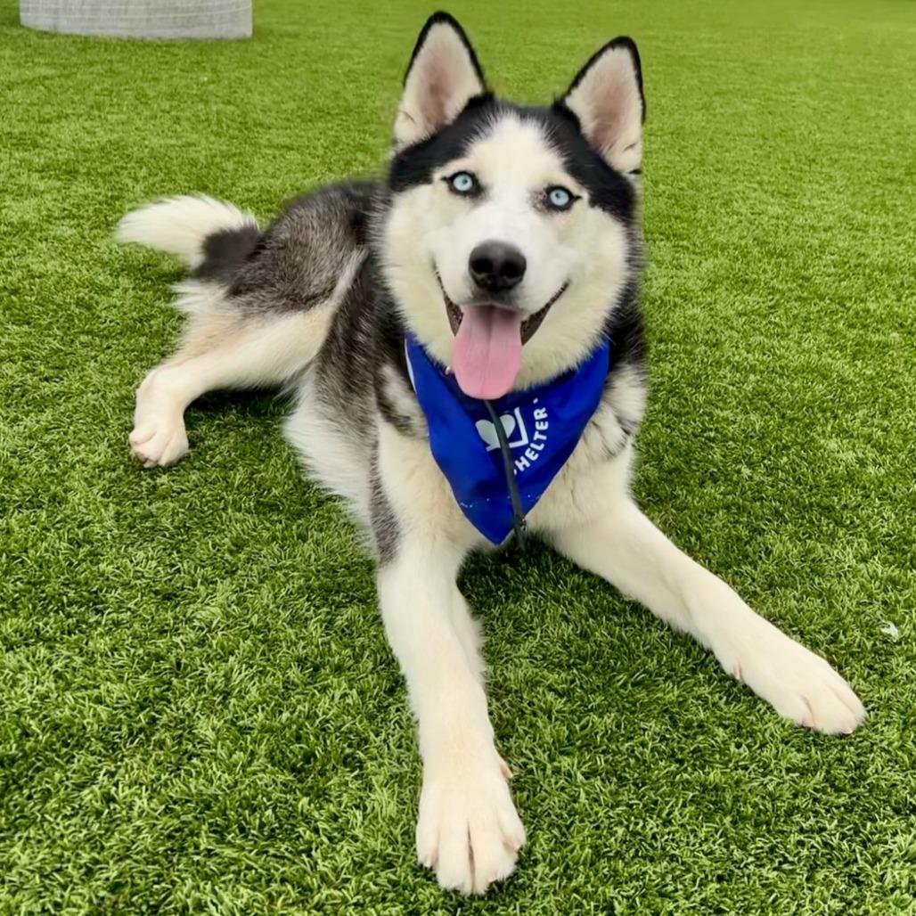 Scott, Adoptable, Young Male Husky.
