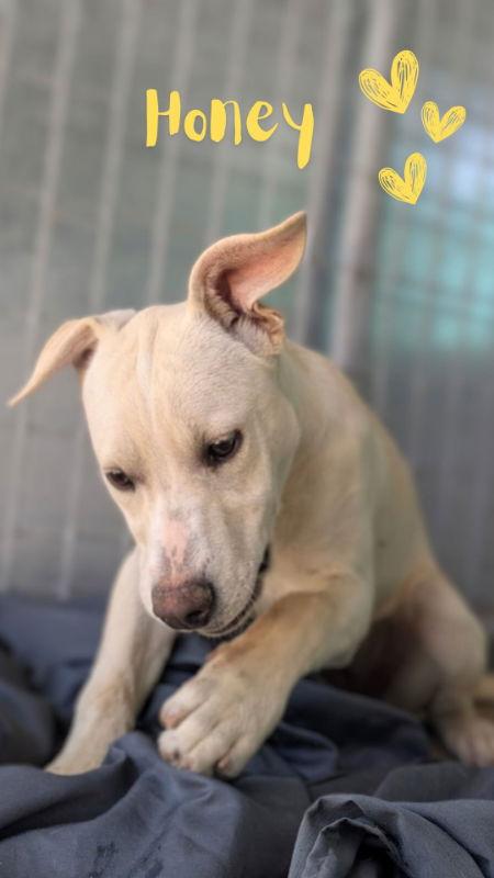 Enlarge Honey, a Adopted mixed breed in Monte Vista, CO image 1/3
