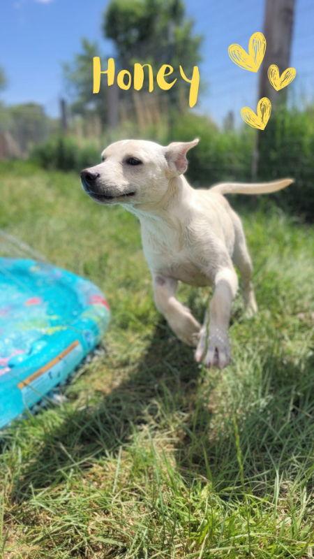 Enlarge Honey, a Adopted mixed breed in Monte Vista, CO image 2/3