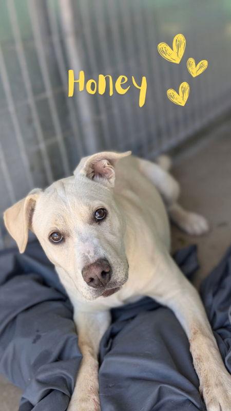 Enlarge Honey, a Adopted mixed breed in Monte Vista, CO image 3/3