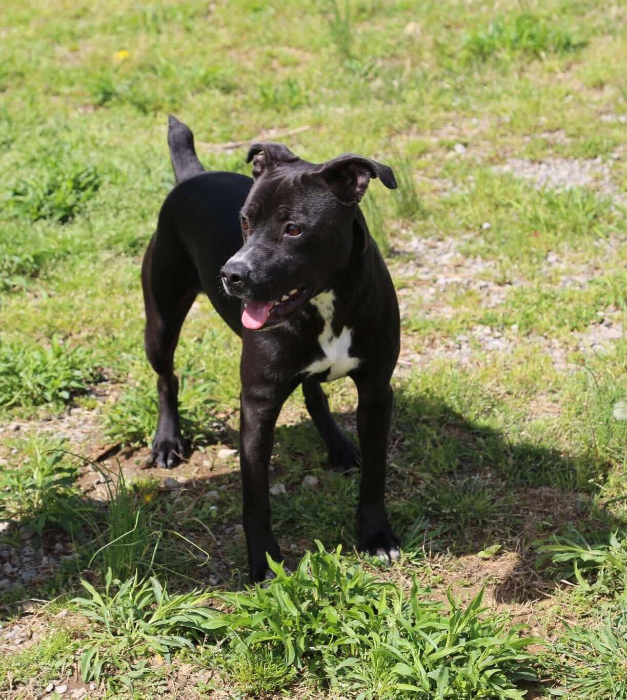 Spring, Adoptable, Adult Female Boxer.