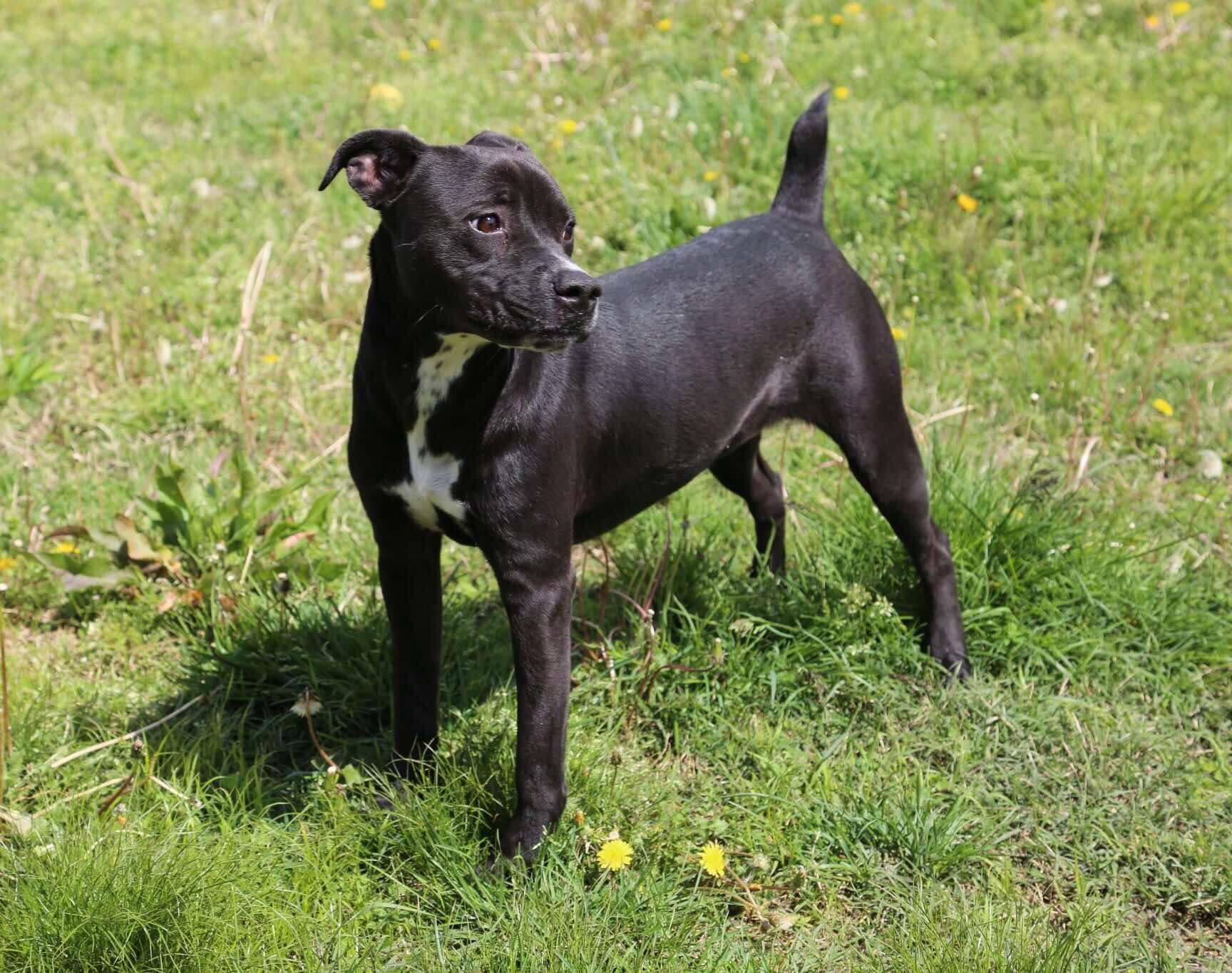 Spring, a Adoptable Boxer in Fort Payne, AL image 2/4