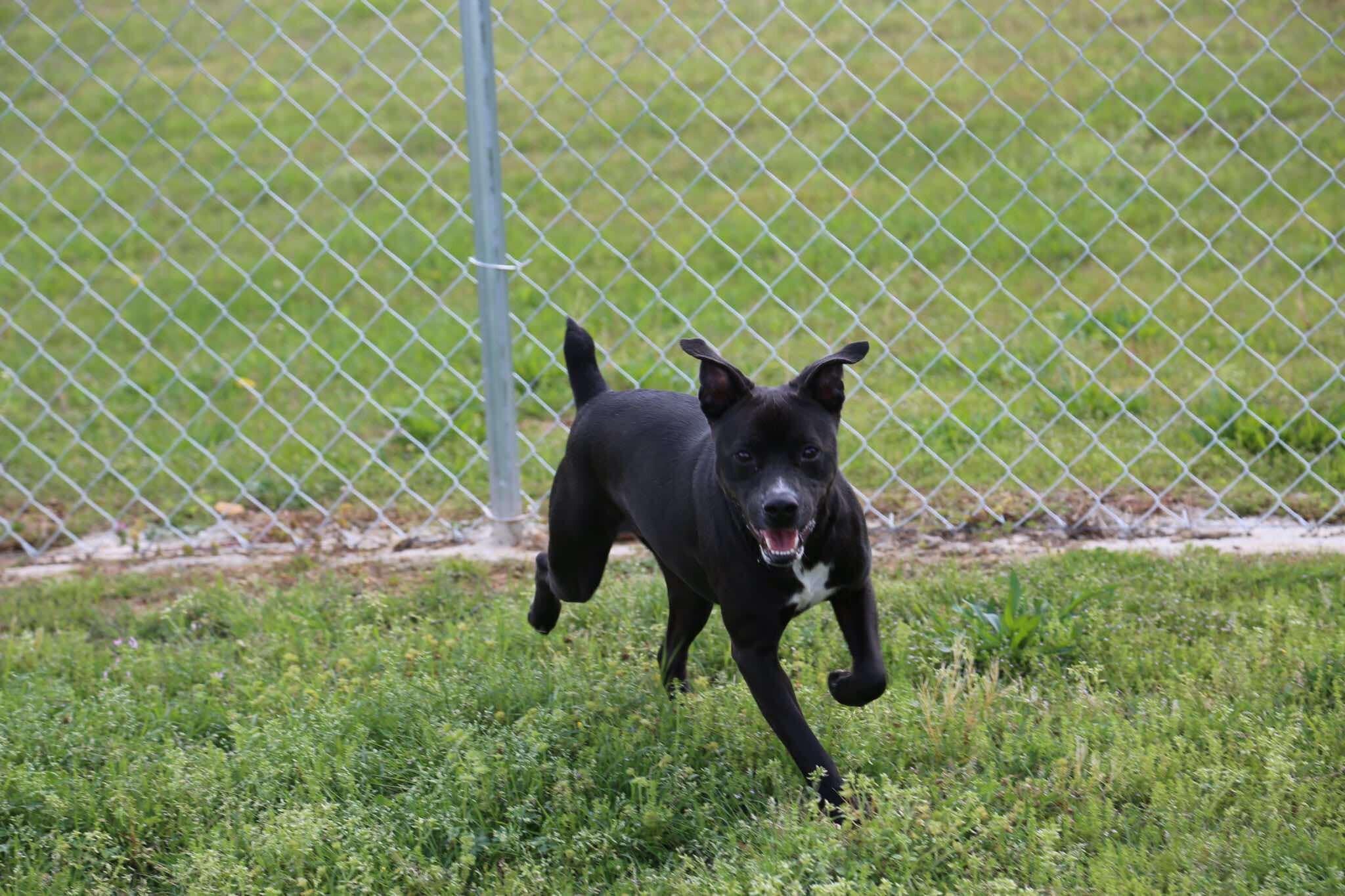 Spring, a Adoptable Boxer in Fort Payne, AL image 3/4