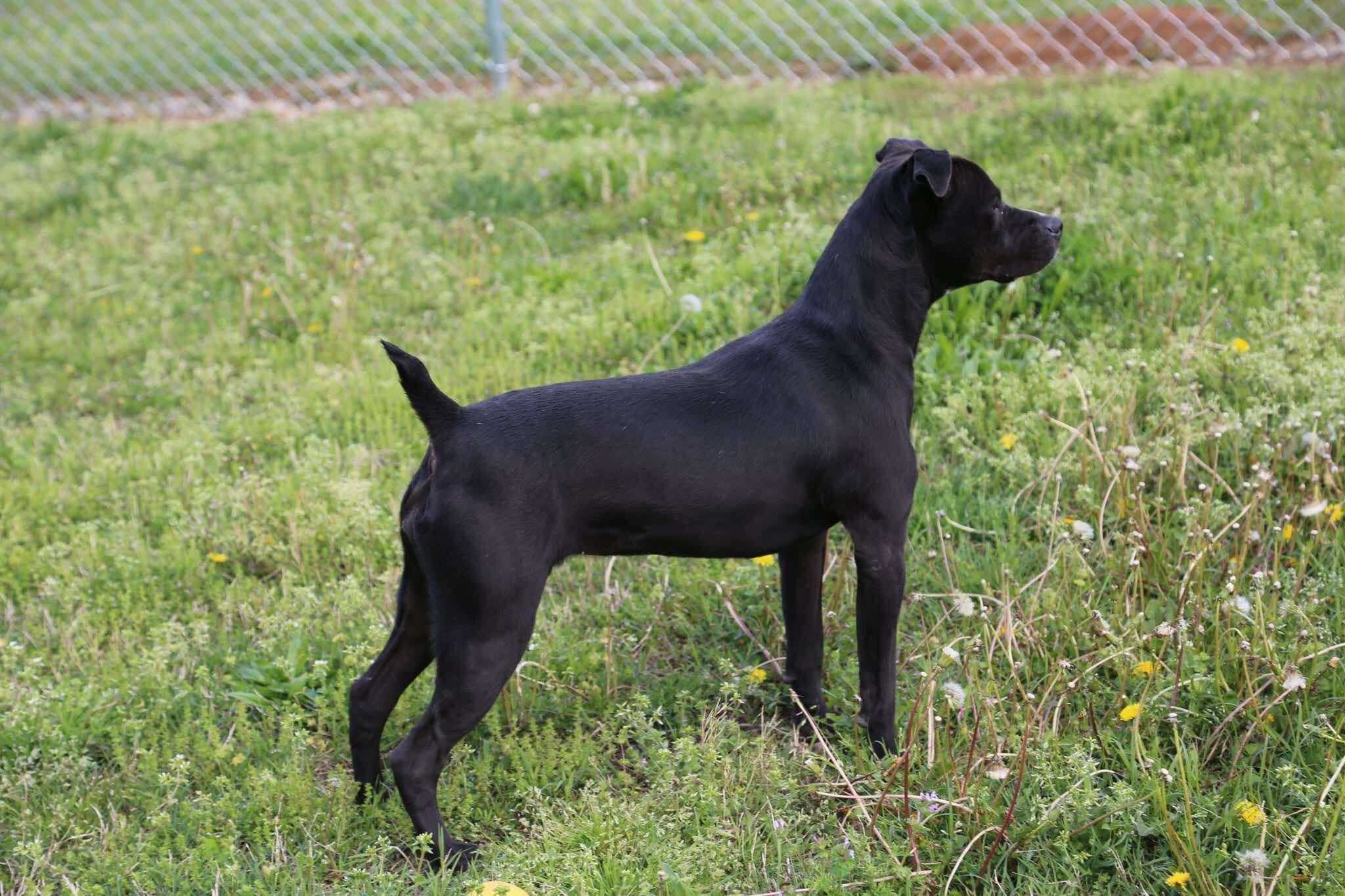 Spring, a Adoptable Boxer in Fort Payne, AL image 4/4