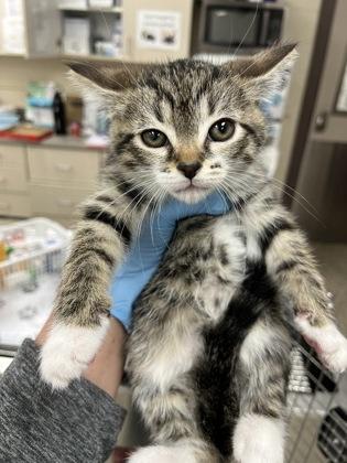 Grace, Adoptable, Kitten Male Domestic Short Hair & Domestic Short Hair.