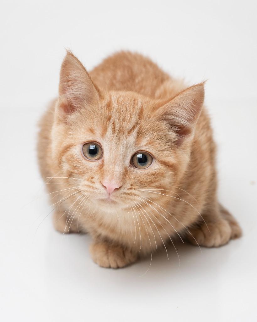 Tabby-tha, Adopted, Kitten Female Domestic Short Hair.