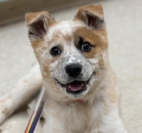 Enlarge Adelaide, an adopted Australian Cattle Dog / Blue Heeler in Winnipeg, MB image 1/1