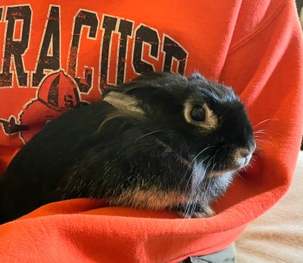 Enlarge Whitney, a Adoptable mixed breed in Utica, NY image 1/4