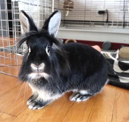 Whitney, Adoptable, Adult Female Silver Marten & Lionhead.