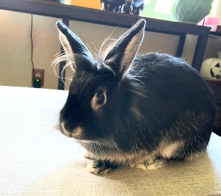 Enlarge Whitney, a Adoptable mixed breed in Utica, NY image 4/4