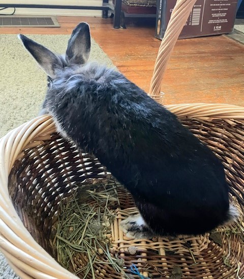 Enlarge Whitney, a Adoptable mixed breed in Utica, NY image 2/4