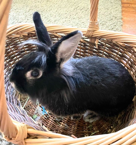 Enlarge Whitney, a Adoptable mixed breed in Utica, NY image 3/4