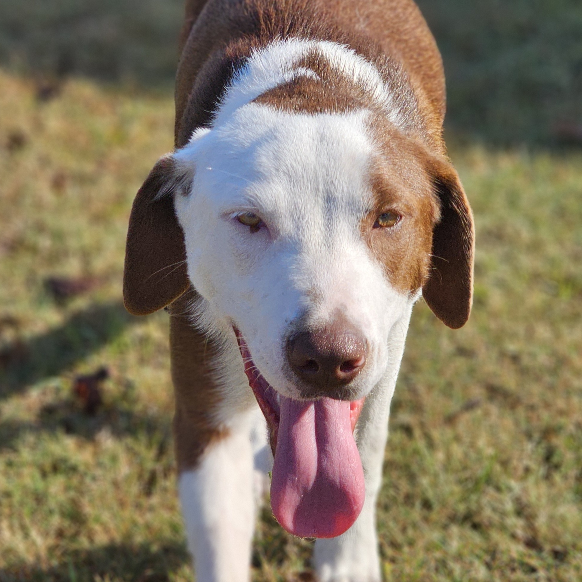 Lana, a Adoptable mixed breed in Raphine, VA image 2/4