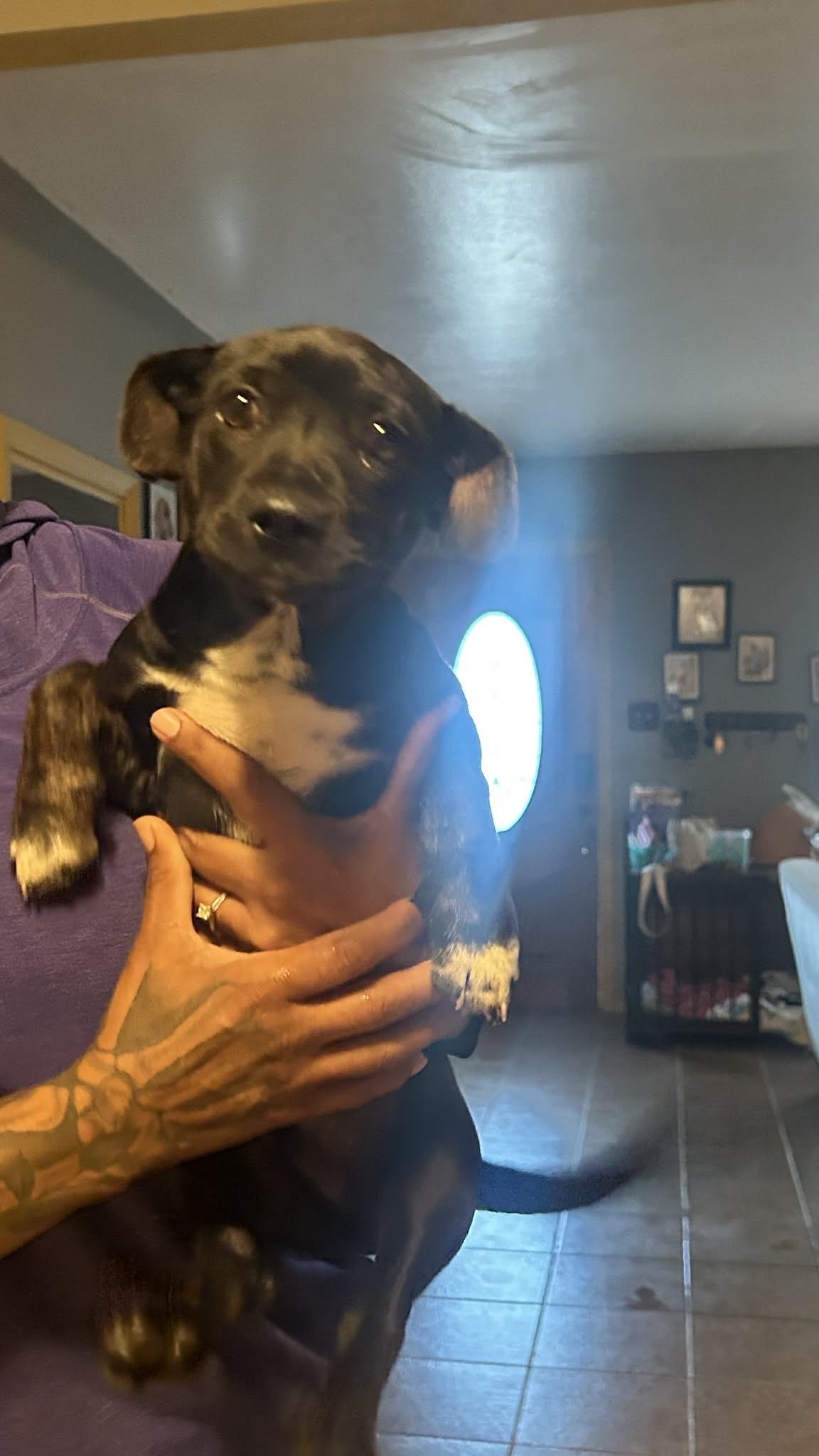 Slinky, ADOPTABLE, Puppy Male Dachshund & Schnauzer.