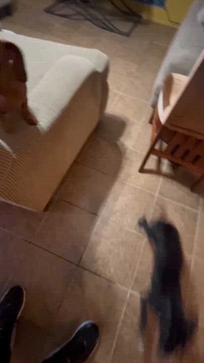 Enlarge Slinky, a ADOPTABLE mixed breed in Gainesville, VA video 2/2