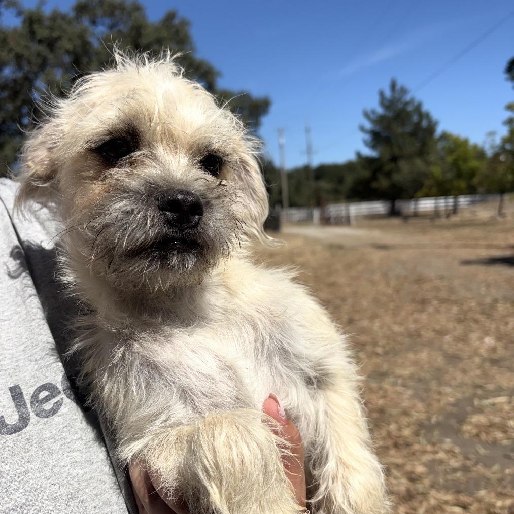 Misty, Adoptable, Young Female Terrier.