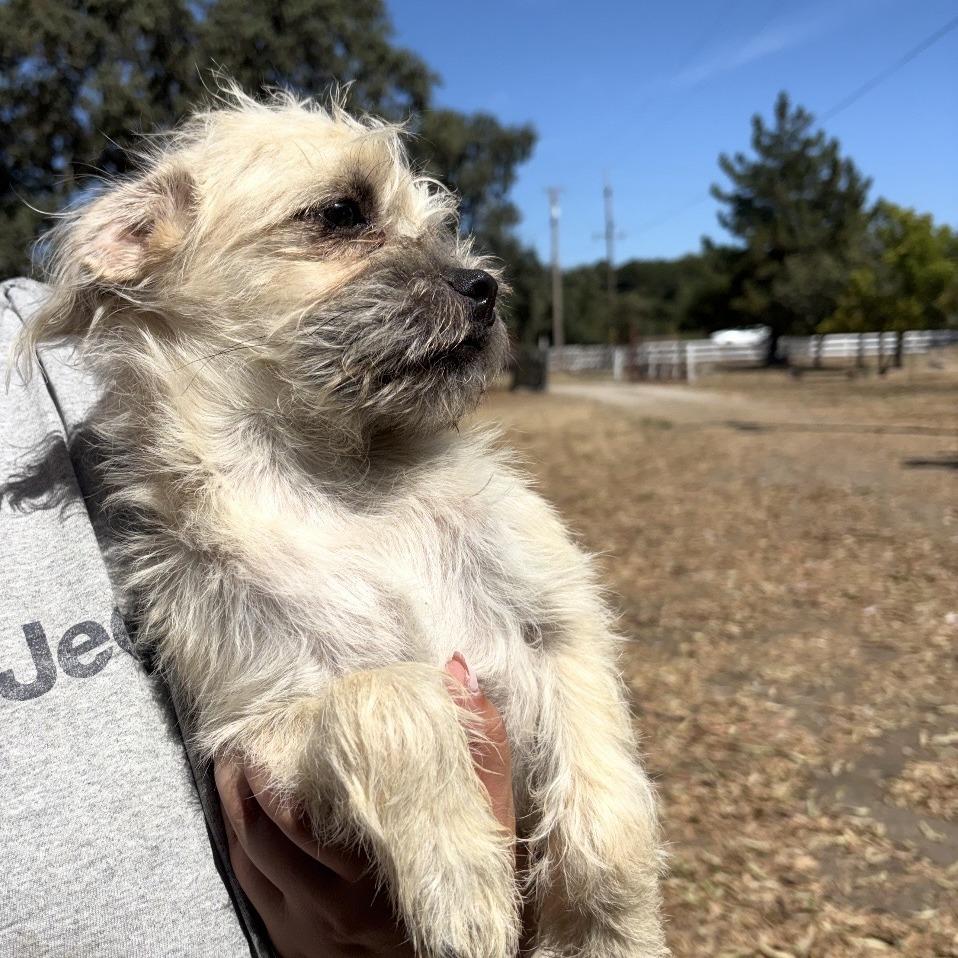 Enlarge Misty, a Adoptable Terrier in Sonoma, CA image 2/2