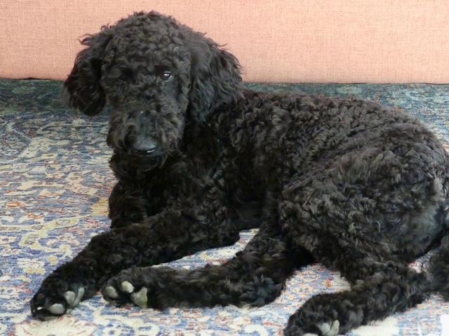 Enlarge Robby, a ADOPTABLE Goldendoodle in Williamsburg, VA image 2/6