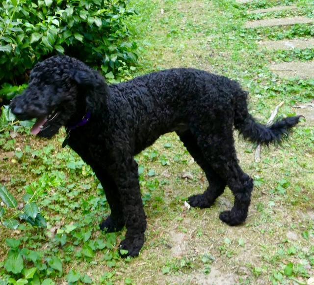Enlarge Robby, a ADOPTABLE Goldendoodle in Williamsburg, VA image 5/6