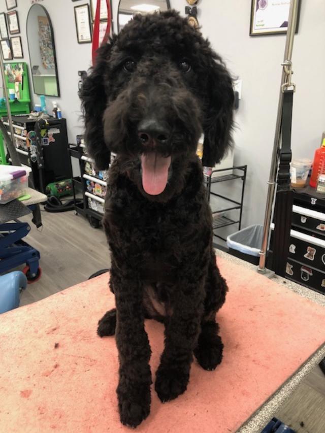 Enlarge Robby, a ADOPTABLE Goldendoodle in Williamsburg, VA image 6/6