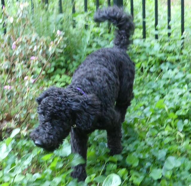 Enlarge Robby, a ADOPTABLE Goldendoodle in Williamsburg, VA image 4/6