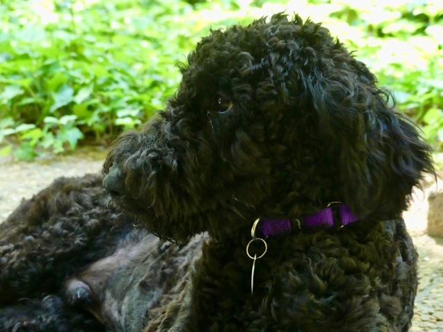 Enlarge Robby, a ADOPTABLE Goldendoodle in Williamsburg, VA image 3/6