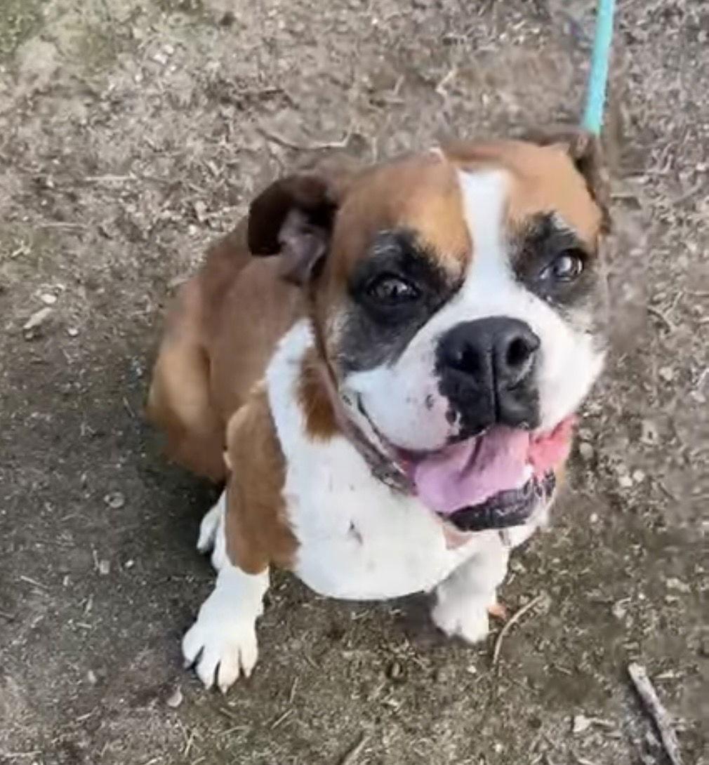 Enlarge Mandy, a Adopted Boxer in Stanwood, WA image 1/1