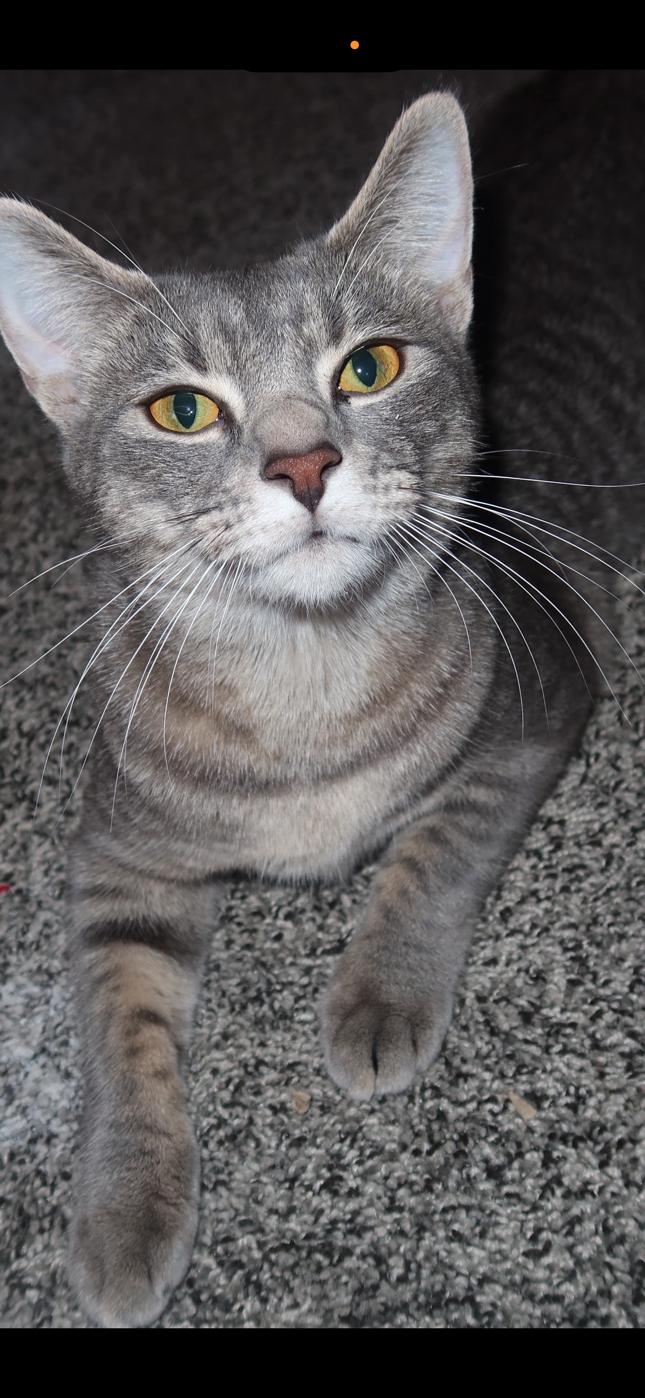 Enlarge Honey Love & Esme, an adopted mixed breed in Worcester, MA image 5/6