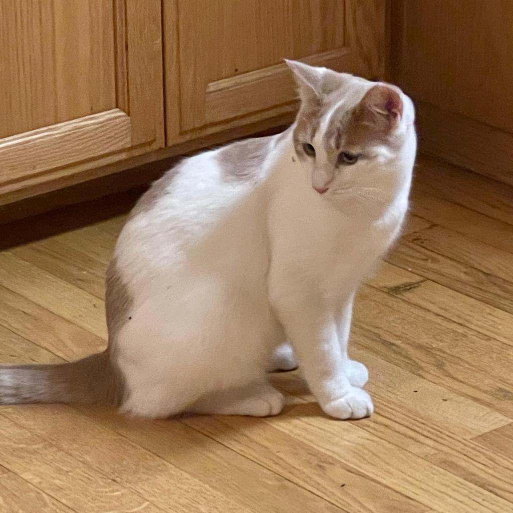 Enlarge Romper, a Adoptable Domestic Short Hair in Morgan Hill, CA image 1/3