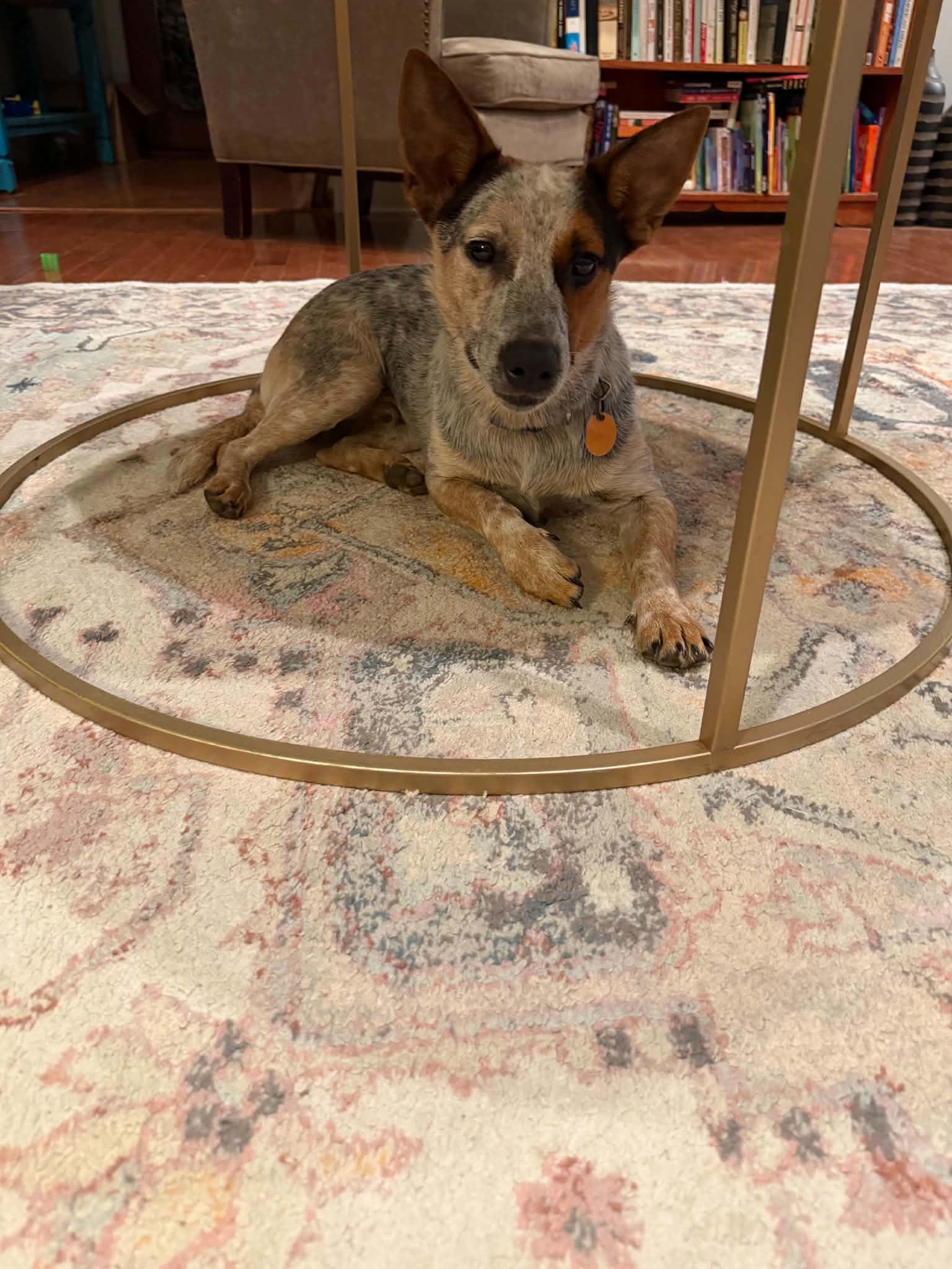 Enlarge Bluey, a Adoptable mixed breed in Pittsburgh, PA image 3/4