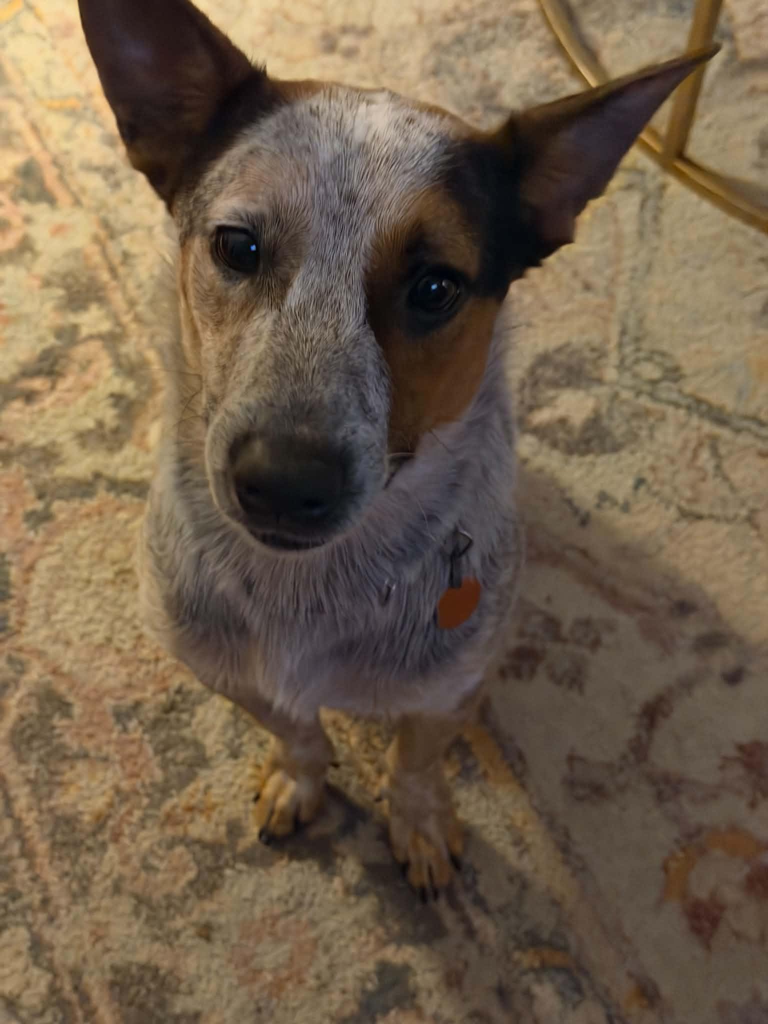 Enlarge Bluey, a Adoptable mixed breed in Pittsburgh, PA image 4/4