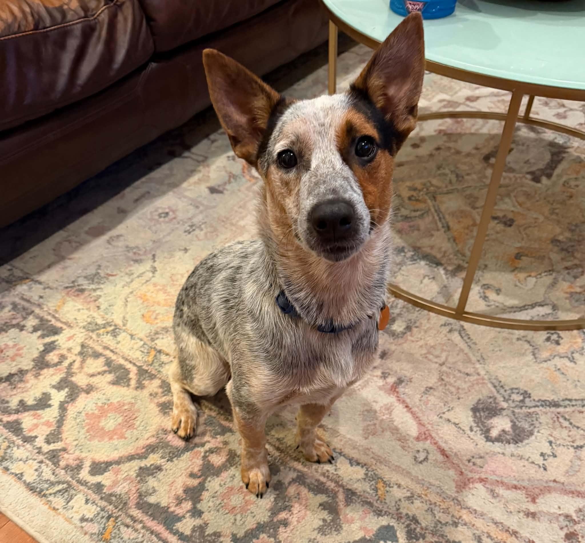 Enlarge Bluey, a Adoptable mixed breed in Pittsburgh, PA image 1/4