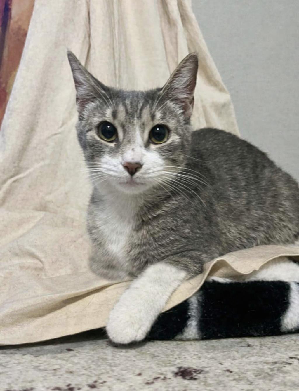 Sweetart, a Adoptable Tabby in Brattleboro, VT image 2/5
