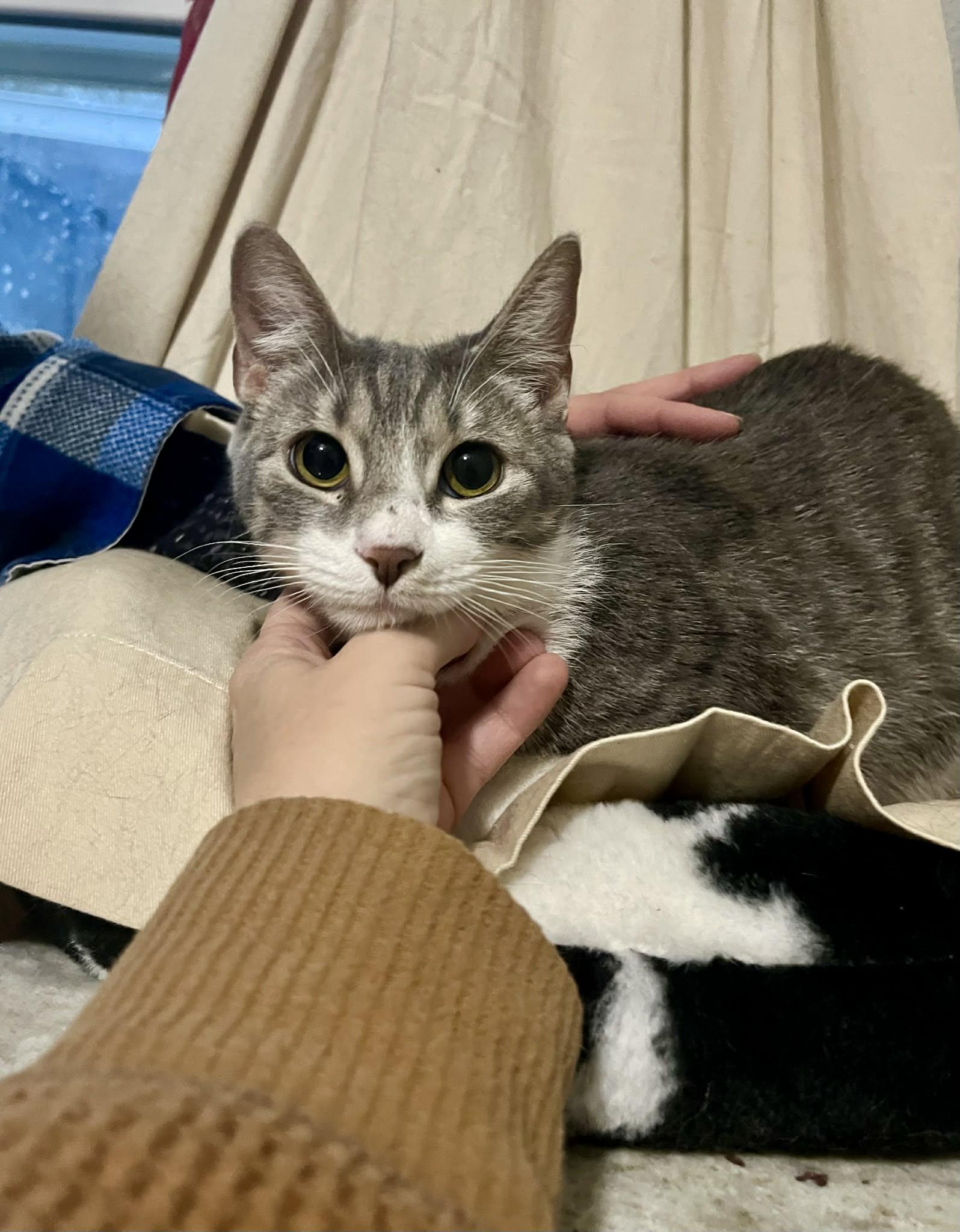 Sweetart, a Adoptable Tabby in Brattleboro, VT image 5/5