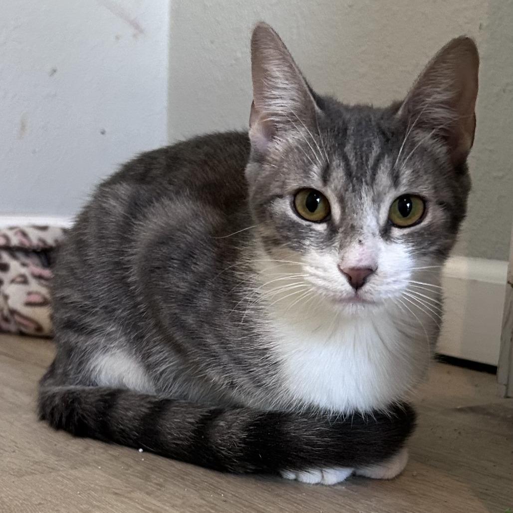 Sweetart, Adoptable, Young Female Tabby.