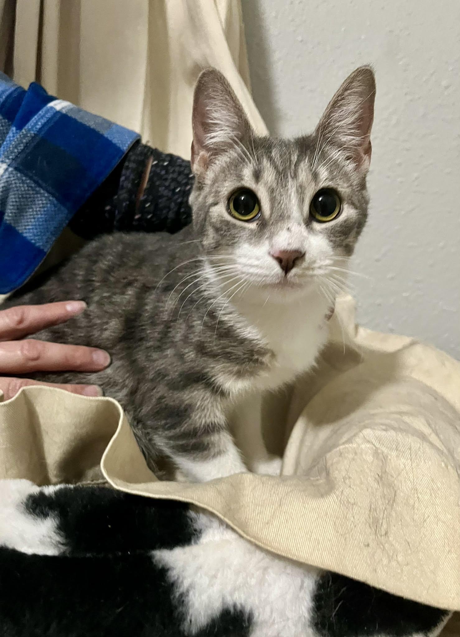 Sweetart, a Adoptable Tabby in Brattleboro, VT image 4/5
