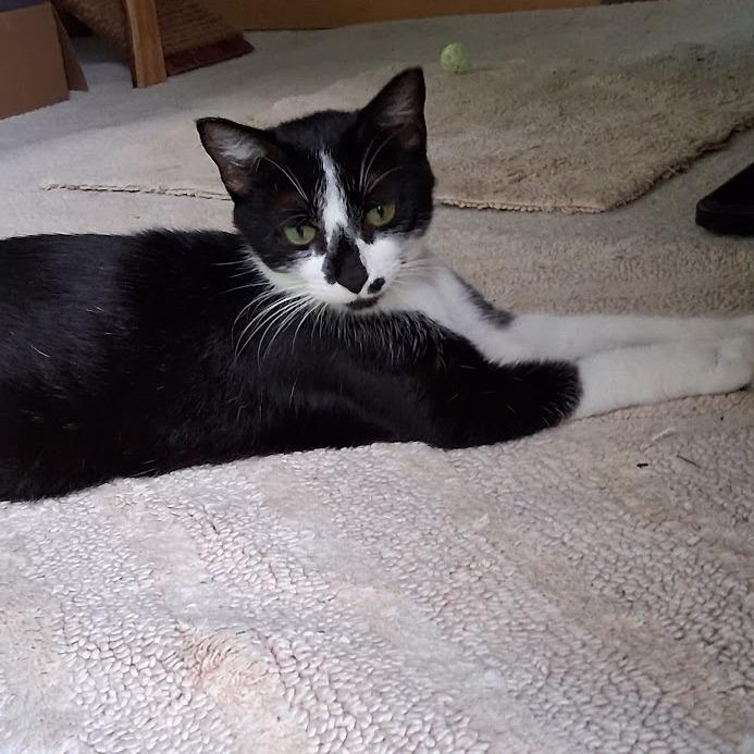 Enlarge Violet, a Adoptable Domestic Short Hair in Grand Rapids, MN image 3/3