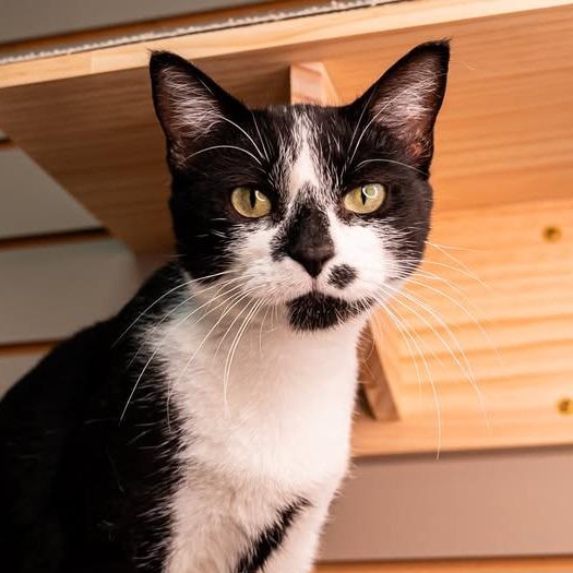 Violet, Adoptable, Adult Female Domestic Short Hair.