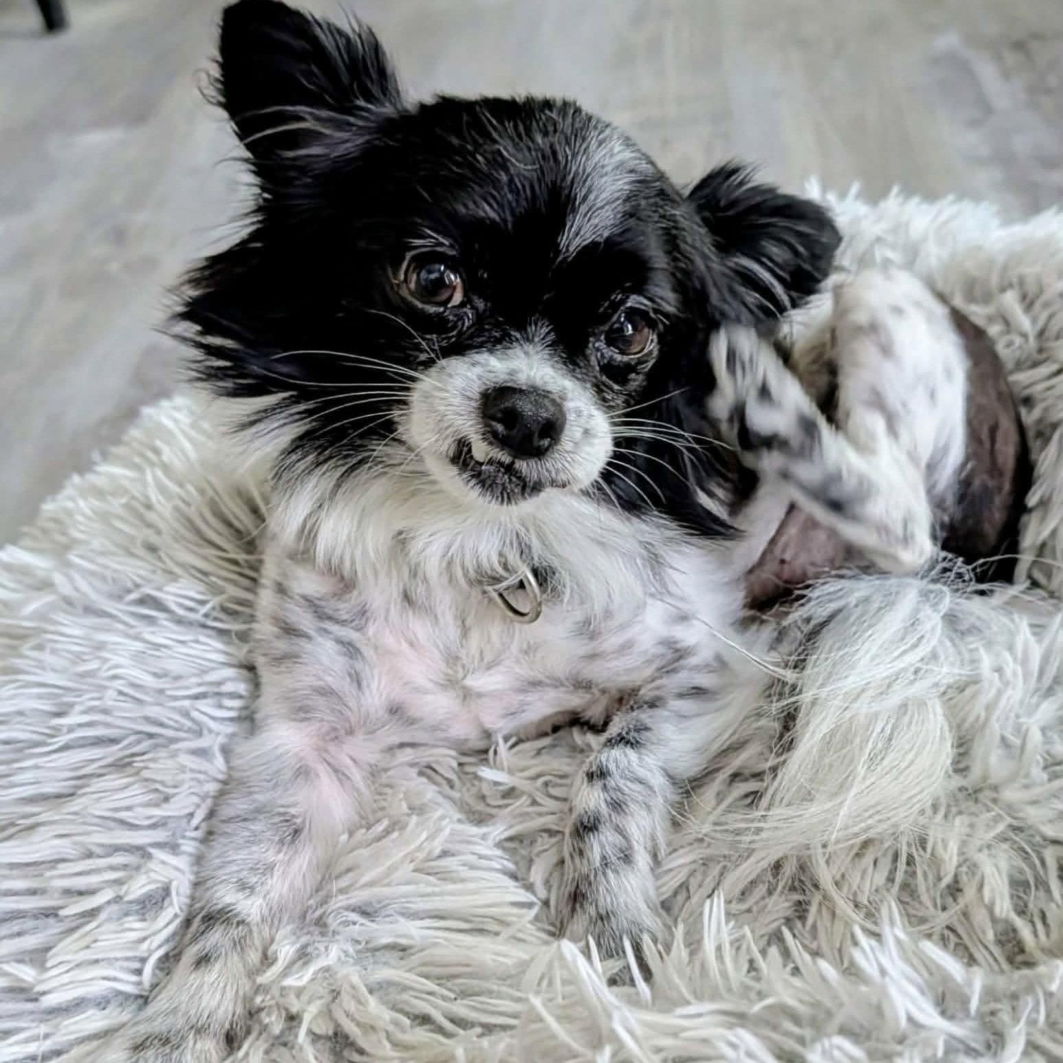 Petey, Adopted, Adult Male Papillon.