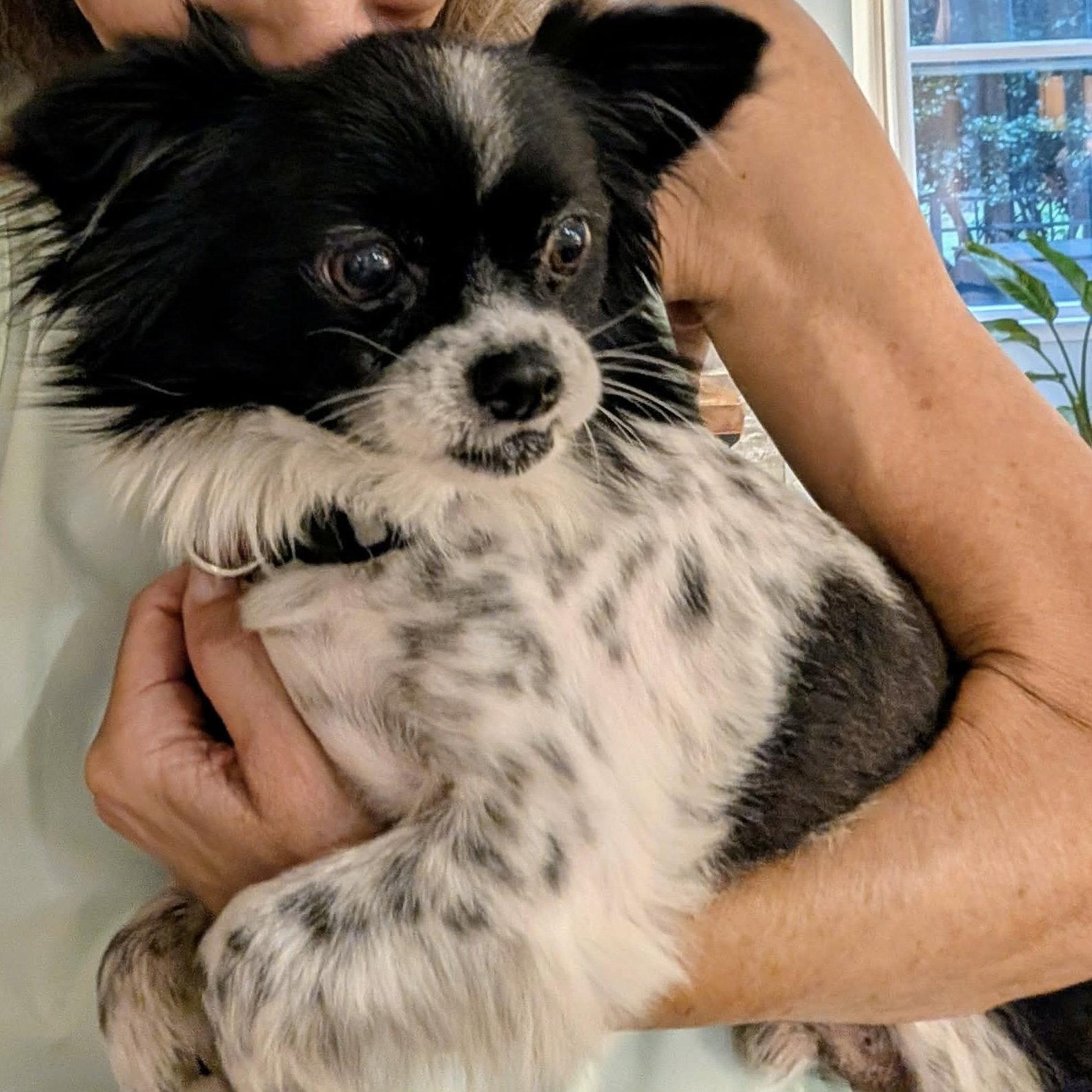 Petey, a Adopted Papillon in Hillsborough , NC image 2/3