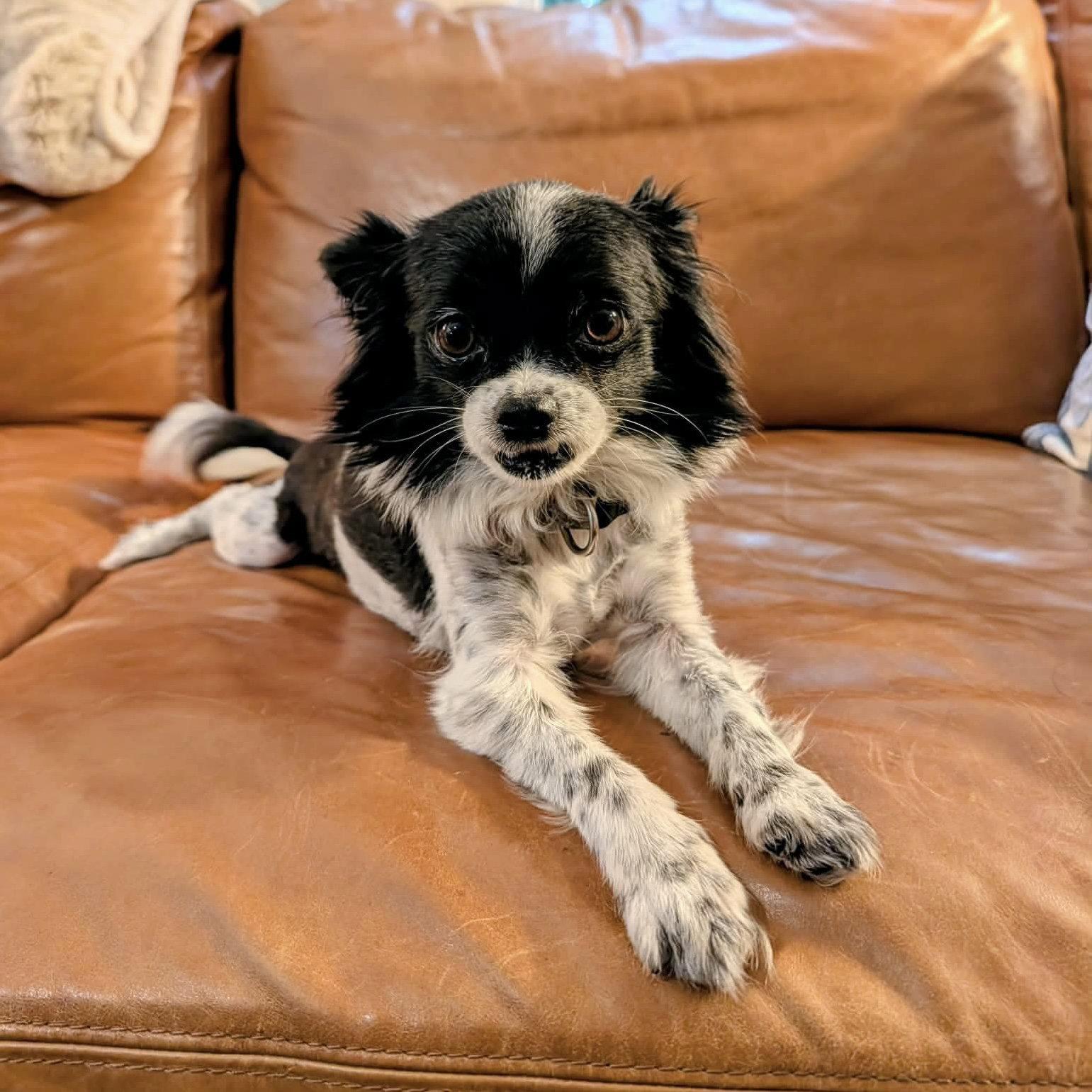 Petey, a Adopted Papillon in Hillsborough , NC image 3/3