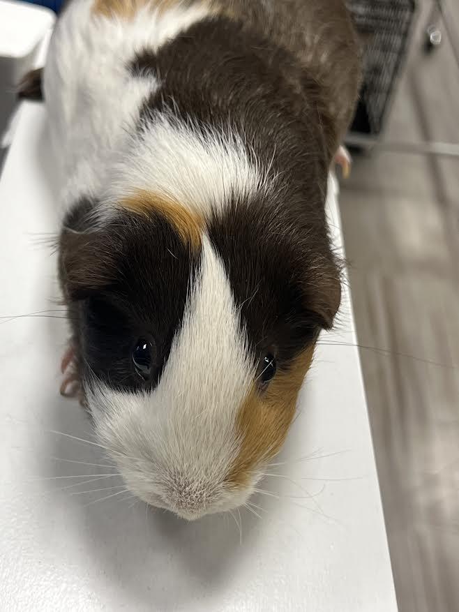 Coco & Hammy, Adoptable, Adult Female Guinea Pig.