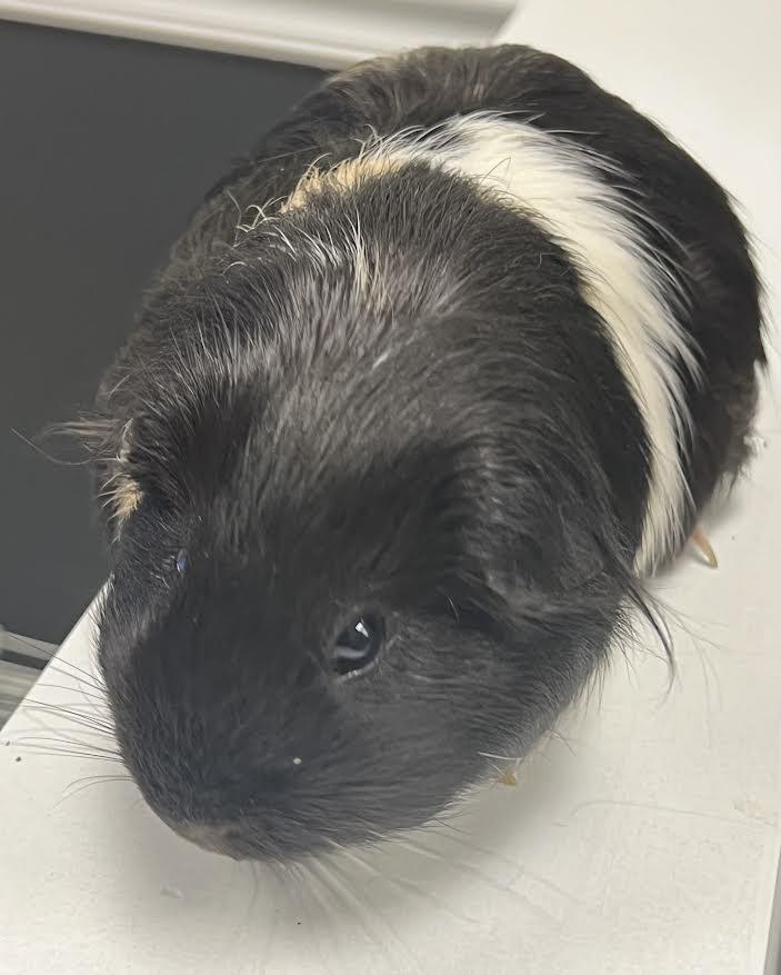 Coco & Hammy, a Adoptable Guinea Pig image 2/6