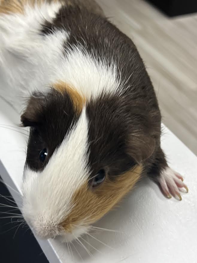 Coco & Hammy, a Adoptable Guinea Pig image 3/6