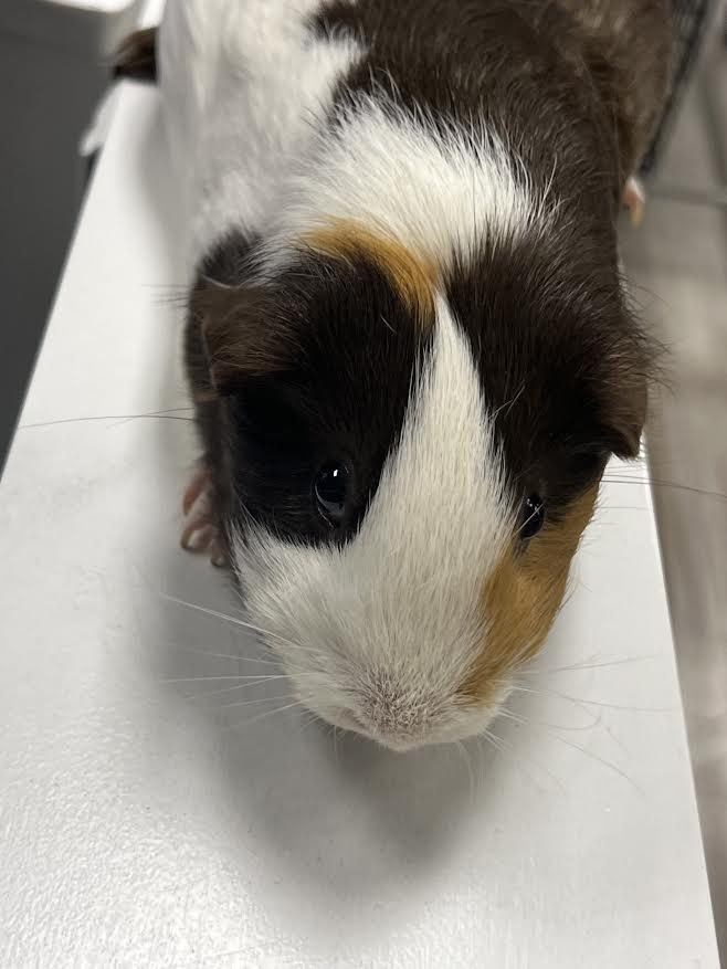 Coco & Hammy, a Adoptable Guinea Pig image 4/6