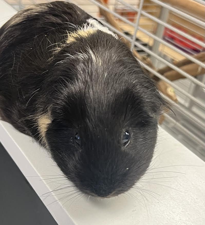 Coco & Hammy, a Adoptable Guinea Pig image 5/6