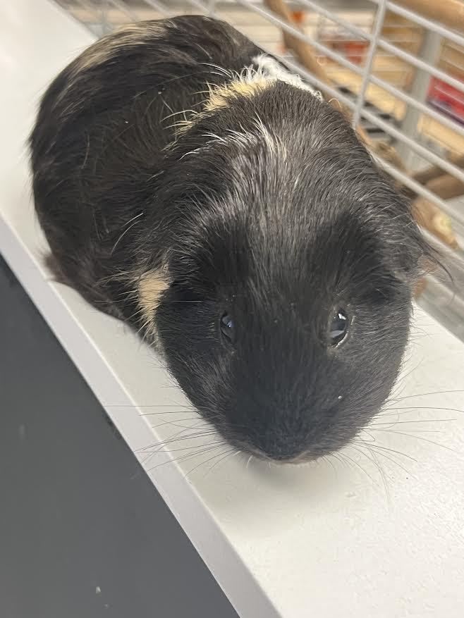 Coco & Hammy, a Adoptable Guinea Pig image 6/6