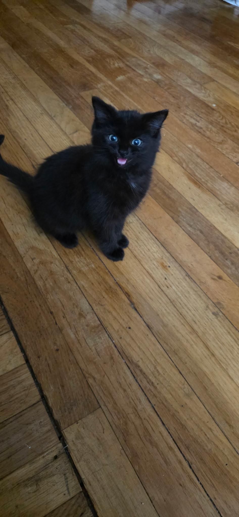 Enlarge Lilly, a Adopted Domestic Short Hair in South Euclid, OH image 1/2