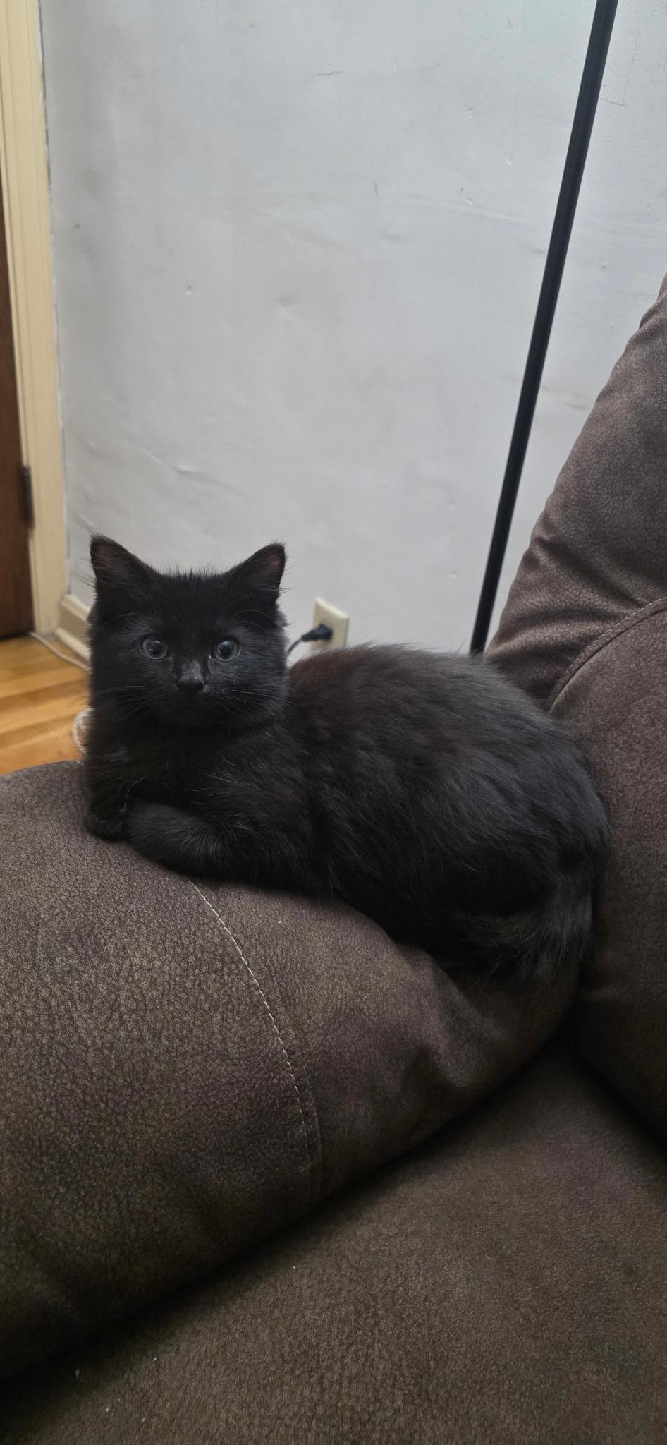 Enlarge Lilly, a Adopted Domestic Short Hair in South Euclid, OH image 2/2